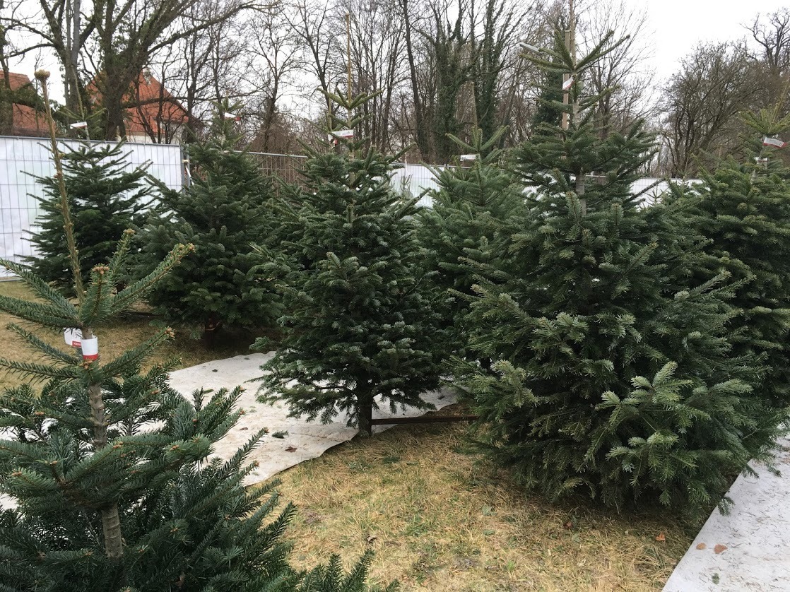 ドイツでクリスマスツリーを購入 ミュンヘンでprost